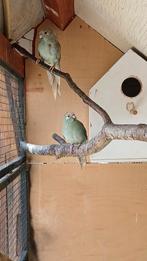 Kakariki koppel, Dieren en Toebehoren, Vogels | Parkieten en Papegaaien, Meerdere dieren, Parkiet