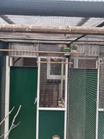 Roodmussen, Dieren en Toebehoren, Vogels | Kanaries, Meerdere dieren