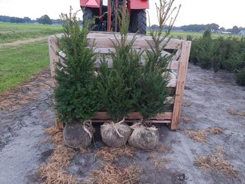 Taxus baccata haagplanten Buxusvervanger vanaf €6,00 beschikbaar voor biedingen