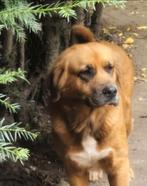 Teef Djozie zoekt een liefdevol en passend nieuw thuis, Dieren en Toebehoren, Teef, Groot, Eén hond, 3 tot 5 jaar