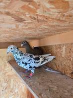 Postduiven duiven, Dieren en Toebehoren, Vogels | Duiven, Meerdere dieren, Postduif