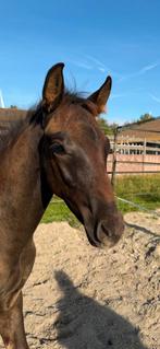 Kwpn X pre veulen, Dieren en Toebehoren, Paarden, Minder dan 160 cm, Niet van toepassing, Dressuurpaard, Hengst