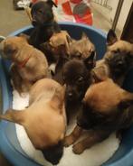 Mechelaar stafford pups, Dieren en Toebehoren, Honden | Niet-rashonden, 8 tot 15 weken, Meerdere, Meerdere dieren, Nederland