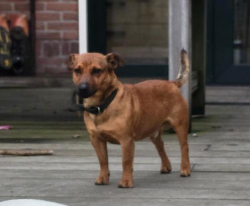 Prachtige bruine Jack Russel dekreu, Dieren en Toebehoren, Honden | Dekreuen, Reu, Particulier, Eén hond, Nederland, 3 tot 5 jaar