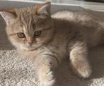 Britse korthaar kittens kater & poes, Meerdere dieren, Met stamboom, 0 tot 2 jaar