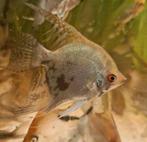 6 x jonge bruine maanvissen, Vis, Zoetwatervis, Schoolvis