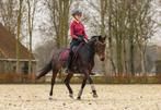 Gave New Forest dressuur D pony, Merrie, Gechipt, Dressuurpony, M