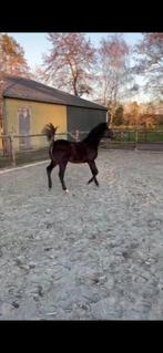 Prachtig  Welsh x New Forest hengstveulen, Dieren en Toebehoren, Pony's, Dressuurpony, Niet van toepassing, 0 tot 2 jaar, Hengst