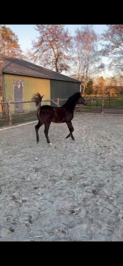 Prachtig  Welsh x New Forest hengstveulen, Dieren en Toebehoren, Pony's, Hengst, Niet van toepassing, D pony (1.37m tot 1.48m)