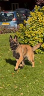 Mooie X mechelse herder  teef 7.5 maand pup.., Dieren en Toebehoren, Honden | Herdershonden en Veedrijvers, 15 weken tot 1 jaar