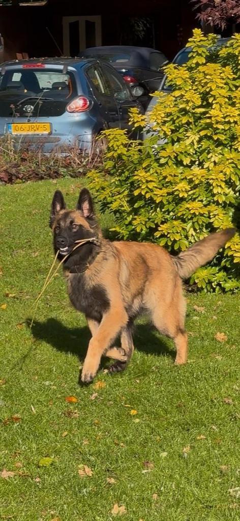 Mooie X mechelse herder  teef 7.5 maand pup.., Dieren en Toebehoren, Honden | Herdershonden en Veedrijvers, Teef, Herder, Particulier