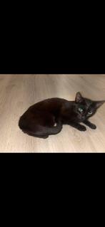 lieve katten zoeken nieuw gezin., Meerdere dieren, Kortharig, 0 tot 2 jaar