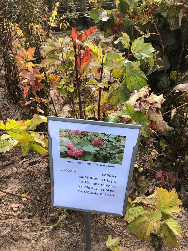Viburnum opulus - Gelderse Roos, Tuin en Terras, Planten | Tuinplanten, Vaste plant, Overige soorten, Volle zon, Lente, Ophalen