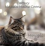 🌐🥇Mowgli🥇🌐 Maine Coon Dekkater, Dieren en Toebehoren, Katten en Kittens | Dekkaters, 0 tot 2 jaar