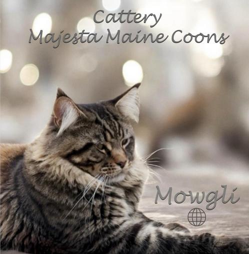 🌐🥇Mowgli🥇🌐 Maine Coon Dekkater, Dieren en Toebehoren, Katten en Kittens | Dekkaters, 0 tot 2 jaar
