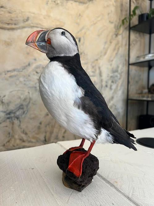 Prachtige Nieuw Opgezette Papegaaiduiker Document Taxidermie, Verzamelen, Dierenverzamelingen, Nieuw, Opgezet dier, Vogel, Ophalen of Verzenden