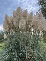 Mooie Pampas Pluimen - Prachtig Siergras!, Huis en Inrichting, Ophalen