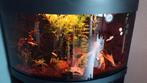 Juwel 190 incl vissen gernalen, Dieren en Toebehoren, Ophalen, Gebruikt, Gevuld zoetwateraquarium