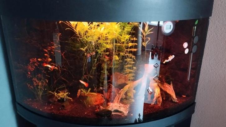 Juwel 190 incl vissen gernalen, Dieren en Toebehoren, Vissen | Aquaria en Toebehoren, Gebruikt, Gevuld zoetwateraquarium, Ophalen