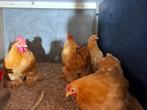 Cochin krielen, Dieren en Toebehoren, Pluimvee, Meerdere dieren, Kip