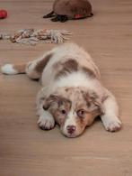 Red Merle Australian shepherd pup (teefje), Dieren en Toebehoren, Honden | Herdershonden en Veedrijvers, België, Particulier, Rabiës (hondsdolheid)