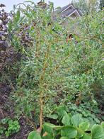 Jonge kronkelwilg, Tuin en Terras, Ophalen, Volle zon, Overige soorten, 100 tot 250 cm