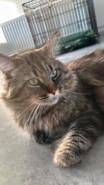 Nieuw huisje gezocht voor grote Maine Coon later, Kater, Gechipt, 3 tot 5 jaar