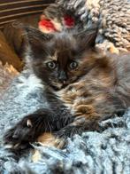 Maine coon kittens, Dieren en Toebehoren, Meerdere dieren, Langharig, 0 tot 2 jaar