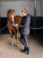 Aromatherapie massage voor paarden, Ophalen, Nieuw