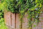 KLIMPLANTEN te koop – Clematis, Hedera, Blauwe regen & meer!, Ophalen, Overige soorten, 100 tot 250 cm