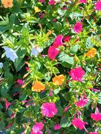 Mirabilis Jalapa Nachtschone Wonderbloemzaden gemengde kleur, Voorjaar, Zaad, Verzenden, Volle zon
