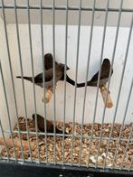 4 jonge Japanse meeuwen waarvan 3 met kuif, Dieren en Toebehoren, Vogels | Overige Vogels, Meerdere dieren