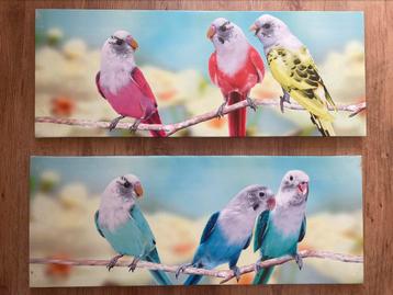 Canvas Parkieten beschikbaar voor biedingen