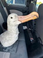 Opgezette Albatros - Zeldzaam en Groot Exemplaar, Ophalen of Verzenden