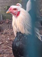 Twentse hoender hanen te koop, Dieren en Toebehoren, Mannelijk, Kip