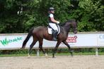 5 jarige allround merrie, Dieren en Toebehoren, Paarden, Merrie, 165 tot 170 cm, Dressuurpaard, 3 tot 6 jaar