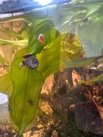 Blauwe Posthoorn slak, Dieren en Toebehoren, Vissen | Aquariumvissen, Slak of Weekdier