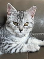 Raszuiver britsekorthaar kittens, Dieren en Toebehoren, Katten en Kittens | Raskatten | Korthaar, Meerdere dieren, Ontwormd, 0 tot 2 jaar