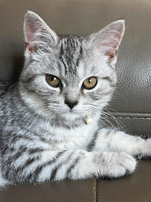 Raszuiver britsekorthaar kittens, Dieren en Toebehoren, Katten en Kittens | Raskatten | Korthaar, Meerdere dieren, 0 tot 2 jaar
