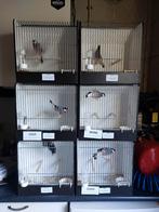 Rijstvogels TT kwaliteit te koop, Dieren en Toebehoren, Vogels | Overige Vogels, Meerdere dieren