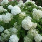 Tuinplanten - Hydrangea Annabelle, Vaste plant, Halfschaduw, Zomer, Ophalen