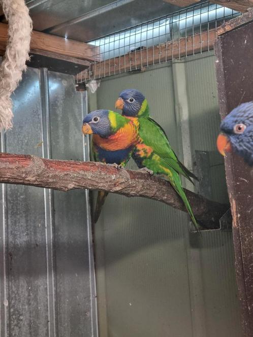 Lori van de Blauwe Bergen man, Dieren en Toebehoren, Vogels | Parkieten en Papegaaien, Papegaai, Mannelijk, Geringd