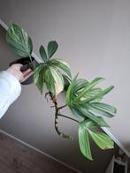 Philodendron Dragon Tail Variegata, Huis en Inrichting, Ophalen of Verzenden, Halfschaduw, Minder dan 100 cm