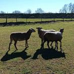 Gevraagd: voor onze schapen, weidegang, Weidegang