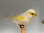 Koppel geel mozaik kanaries ‘25, Dieren en Toebehoren, Vogels | Kanaries, Meerdere dieren, Kleurkanarie