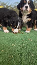 Te koop prachtige berner sennen pups, HCC (leverziekte), 8 tot 15 weken, Meerdere, Meerdere dieren