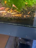 Galaxy uitgeselecteerd, Dieren en Toebehoren, Kreeft, Krab of Garnaal