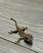 Wimper gekko - crested gecko, Dieren en Toebehoren, Reptielen en Amfibieën, Hagedis, 0 tot 2 jaar
