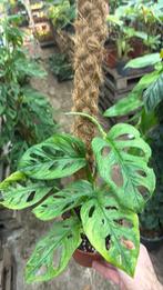 Monstera leichtlinii mint  - met mosstok, Huis en Inrichting, Kamerplanten, Ophalen of Verzenden