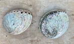 Abalone schelpen, Verzamelen, Ophalen of Verzenden, Schelp(en)